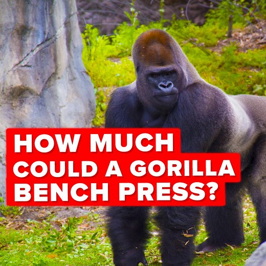9M views · 17K reactions | Gorillas have incredible strength and abilities matched with high intelligence, making this one of the strongest and most formidable creatures on the planet. But how much can you lift, bro? In today's video we are taking a scientific approach to understanding a Silverback Gorilla's maximum strength. | The Infographics Show | Facebook