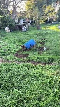 My Elote dog hunting for gophers