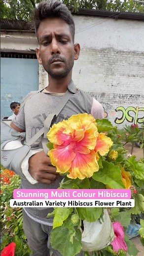 Stunning Australian Hibiscus! 🌺 Mind-Blowing Colors at Bapon Nursery!