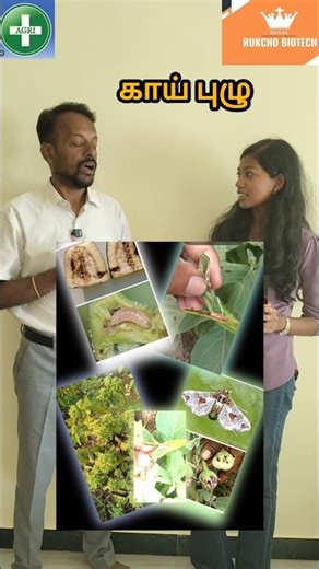 கத்தரி🍆 பூச்சிகள் தொல்லையா? #shorts #trending #brinjal