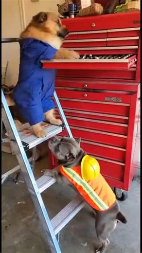 The animals' actions. #animals #animallife #wildlife