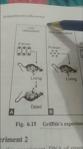 Griffiths experiment for demonstration of reproduction by transformation