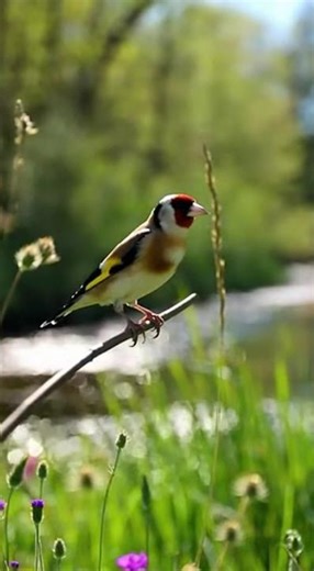 European Goldfinch – Wild Goldfinch Perched on a Branch