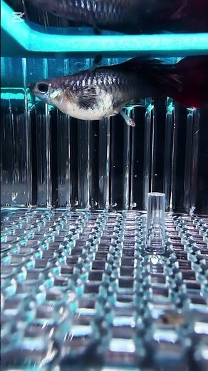 Next generation of fish product. quickly production of fish in the aquarium. #fish #aquarium