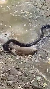 34K views · 228 reactions | A black cobra bites a Komodo dragon in the water  Watch more: https://www.facebook.com/groups/148320598151013 | Nonito Donaire Jr. | Facebook