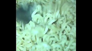 Big bowl of pussy smacks asmr