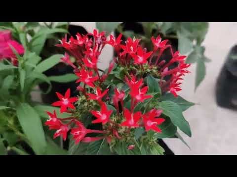 My Nursery Haul 🌿🌸 | New Flower Seedlings + Price Details