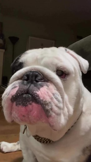 English Bulldog on TikTok