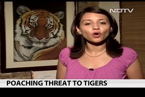 Poaching threat to tigers