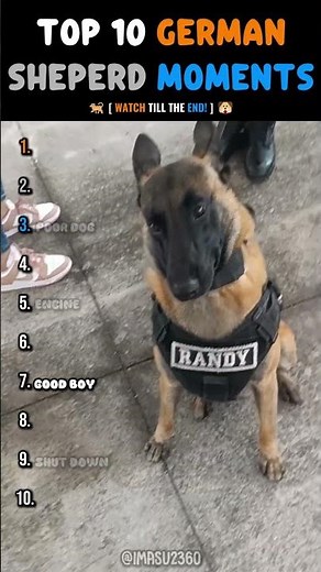 When The Smartest Dog Breed Completely Glitches 💀