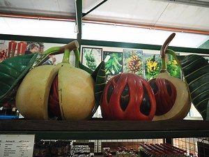 Penang, a paradise for natural ingredients: tropical fruit, nutmeg factory, botanical garden, and spice garden