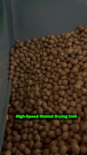HIHG-SPEED Walnut Drying Unit #walnut #processing #dryin