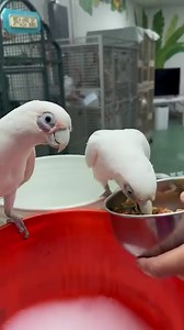 Volunteers Wanted If you love birds or want to learn more about them, we need you! Volunteer Wendy had Pookie and Casper help her clean this morning. Fill out the volunteer application on line. It can be found at parrotoutreachsociety.org under forms. | Parrot Outreach Society