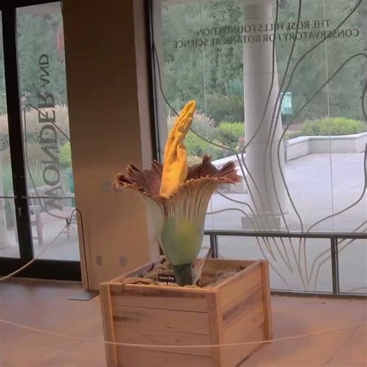 Corpse Flower Bloom Time Lapse