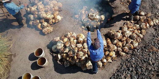 All About Sotol, Northern Mexico's Answer to Mezcal