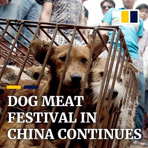 Dog meat festival in China continues