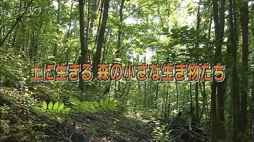 土に生きる　森の小さな生き物たち | ミクロワールド | NHK for School