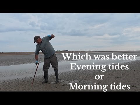 Trying to Collect fresh lugworm:What was better the Evening or Morning Tides?