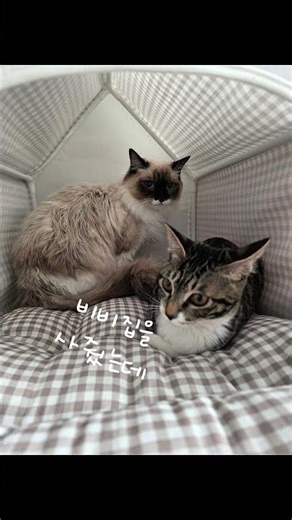 고양이 숨숨집추천