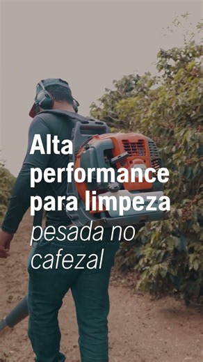 Na colheita do café, o trabalho não para na derriça.