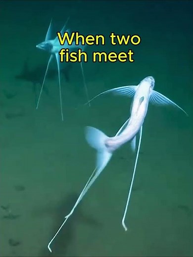 The Strangest Fish You’ve Never Seen: Meet the Tripod Fish #animals #ocean #science