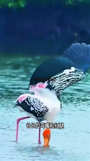 Have you ever seen a large bird with a white head and red face.