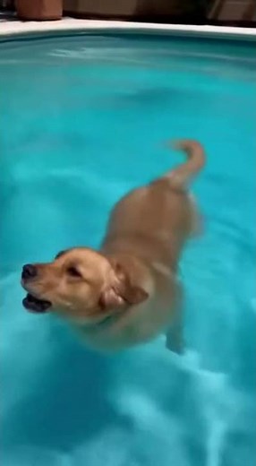 Cat Pushes Dog Into Pool! 😂🐾 Real Funny Moment” #animallove #cat #funny #dog #viralvideo