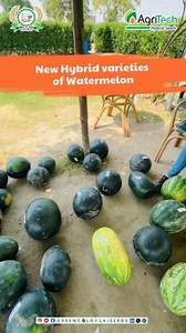 4.9K views · 33 reactions | Green Gold Agri Seeds Introduces New...