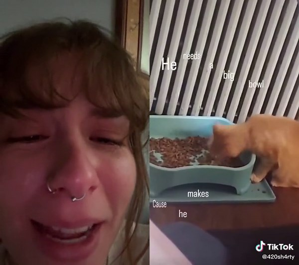 #duet with @bobbleheadwobble #wobblycat | cat crying because of mouse getting away