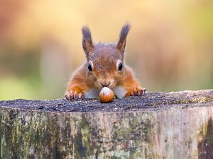 Using storytelling to make introductory statistics less scary: a contextualised approach