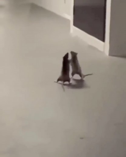 Animals Dark Side on Instagram‎: "🐀Two rats fighting, and kitty is confused 😅 From @the.realsnipe 📸Please DM me for credit or removal ☑️ Share with a friend⁣👫 Follow ☑️ @animalsdarkside for more! ♉️⛎♌️♑️☪️🕎♈️♍️🕉☯️♎️♓️♋️ #predation #predators #prey • #hunting #fishing #predator #reaction #videooftheday #photography #animals #cannibalise #wild #brutal #scavengers #heavymetal #animalphotography #animalphotos #viral #wildlife #naturelover #savage #Carnivores #wildlifephotography #wildlifeaddic