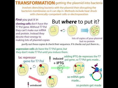 bacterial protein overexpression