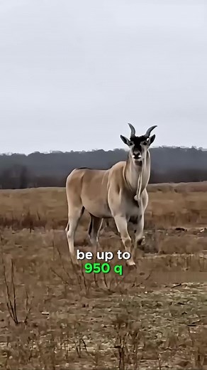 Animal Discover on TikTok