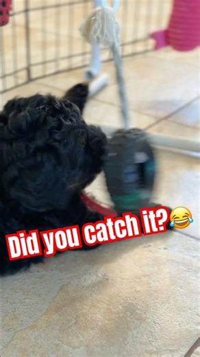 This Australian labradoodle is ready for a nap before Christmas ❤️