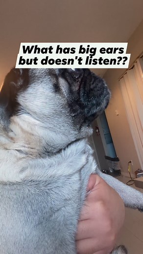 Jacob prefers to sniff #pug #puglife #babyboy #love #SelectiveHearing #sniff #doglove #doglife #dog #pet #fbreels #swifties | Jacob ThePug Canada