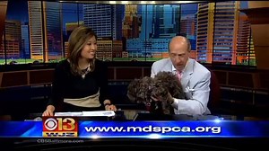 Meet Alf! A Miniature Schnauzer-Poodle mix. Maryland SPCA for more info. | WJZ-TV | CBS Baltimore