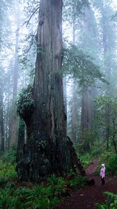 11K views · 317 reactions | take a deep breath. Shot on the @lexarmemory 256gb 2000x GOLD series SD card with fast video capture and high speed performance. I love having durable SD cards that are versatile in any environment, from cold and misty forests, to high energy adventures in the sunshine. #LexarMemory #LexarPartner | Julia Thompson | Facebook