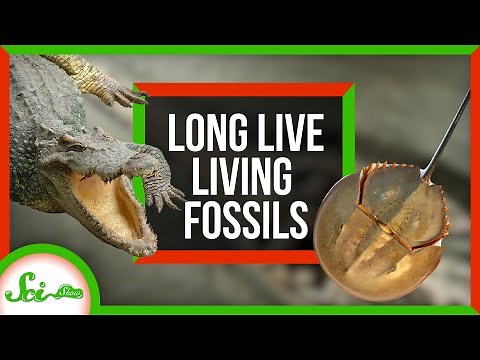 Living Fossils Are Dead! Long Live Living Fossils