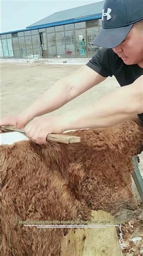 Rural Herder’s Leather Craft: Dehairing a Cowhide by Hand