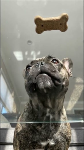 Floating Dog Snack Trick! 🐶✨