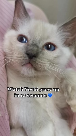 Eevee & Yoshi on TikTok