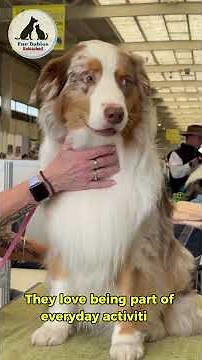 Why Border Collies Are the Genius Dogs of the World