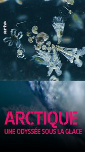 Avec le réchauffement climatique, la préservation de la banquise risque fortement de tomber à l'eau ⤵ so.arte/Arctique | ARTE