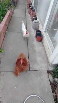 Peaches and Mr. Cupcake (Button's Grandmother and Father)