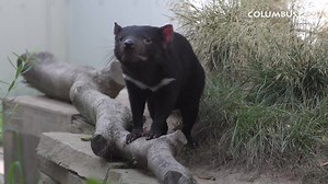 13K views · 706 reactions | G’day mates! Go down under to the Australia and the Islands region to see 1.5-year-old Tasmanian devils, Mustard, Sprout and Thyme. | Columbus Zoo and Aquarium | Facebook