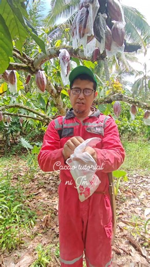 11K views · 252 reactions | Pod sleeving for cacao is a simple but...