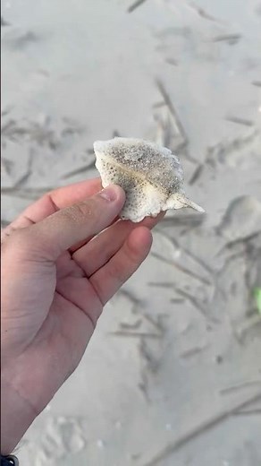I found an Atlantic Sturgeon Scute on Cumberland Island