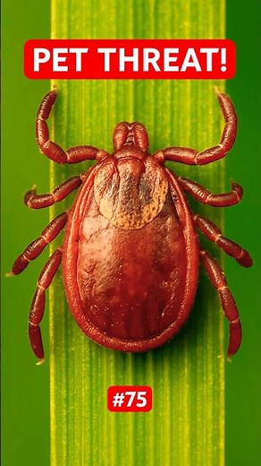 American Dog Tick 🐶🪲 | Dangers, Facts & How to Spot Them! | A - Z Animals Part 75 |