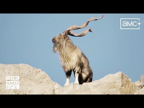 Markhor Goats Living On The Edge | Asia | BBC America