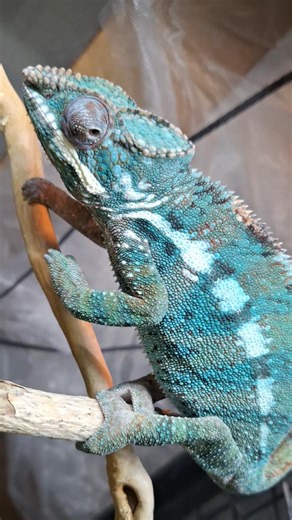 Chameleon#reptiles #カメレオン #變色龍 #爬蟲#animals #카멜레온#パンサーカメレオン #팬서카멜레온#Bunglon#파충류##กิ้งก่าคาเมเลียน